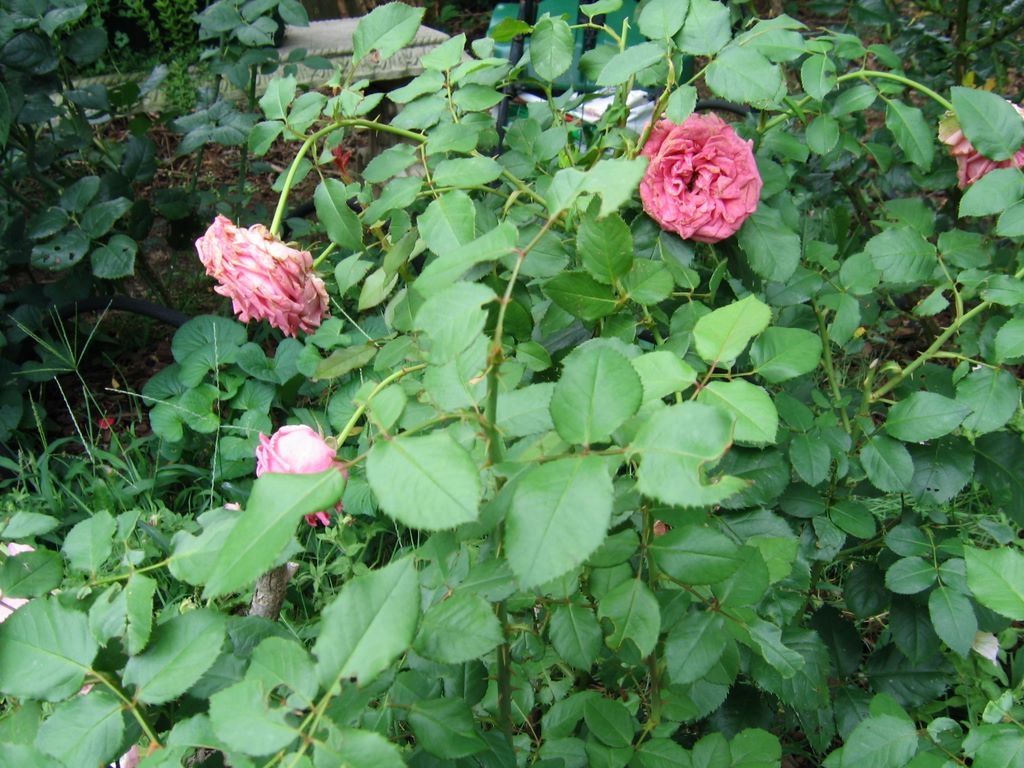 img_1818.jpg
